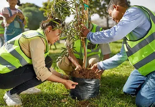 Tree Planting Services for Homes