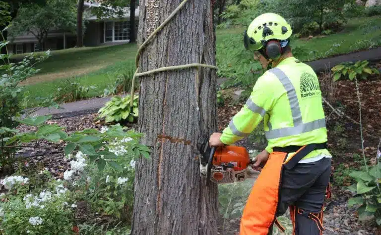 Tree Topping services modesto